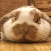 アップ