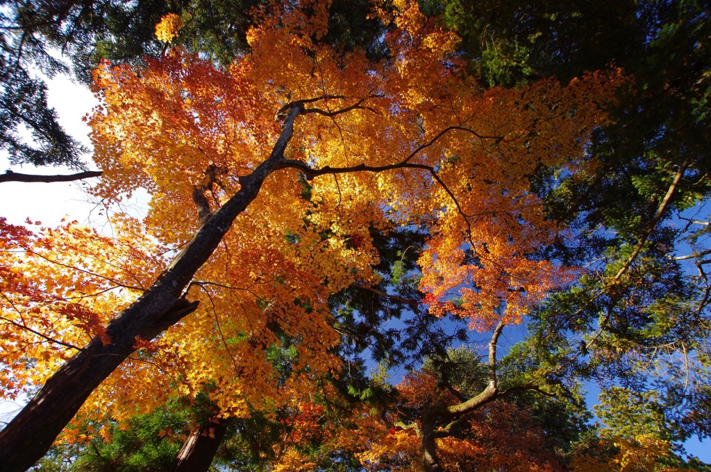 紅葉昇り竜