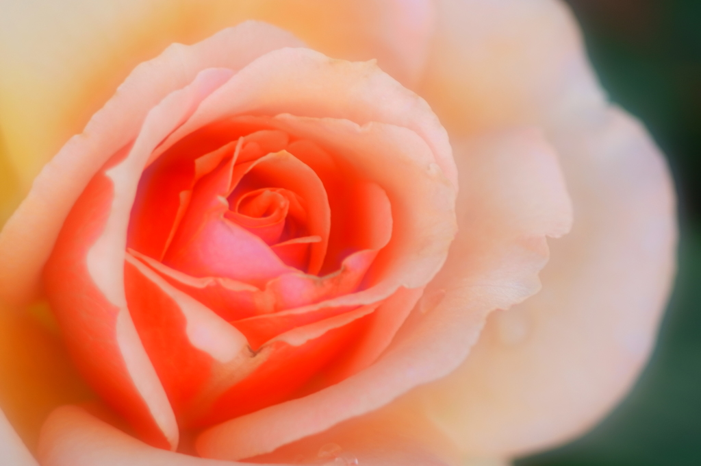 地元の小さな薔薇園5