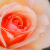 地元の小さな薔薇園5