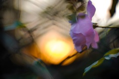夕花
