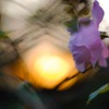 夕花