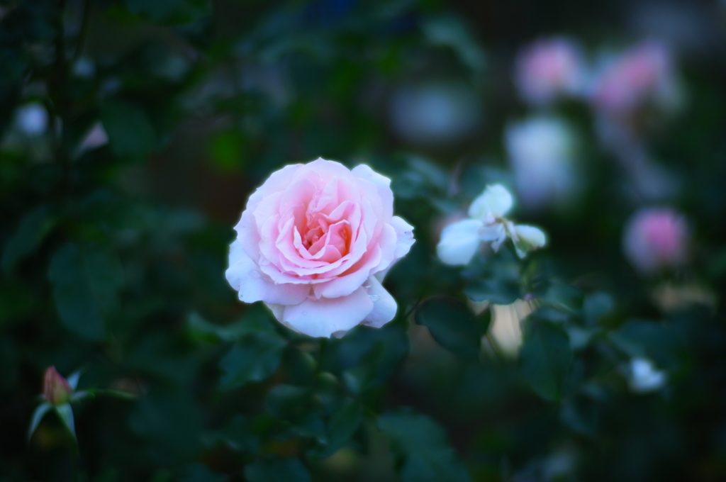 地元の小さな薔薇園4