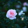 地元の小さな薔薇園4
