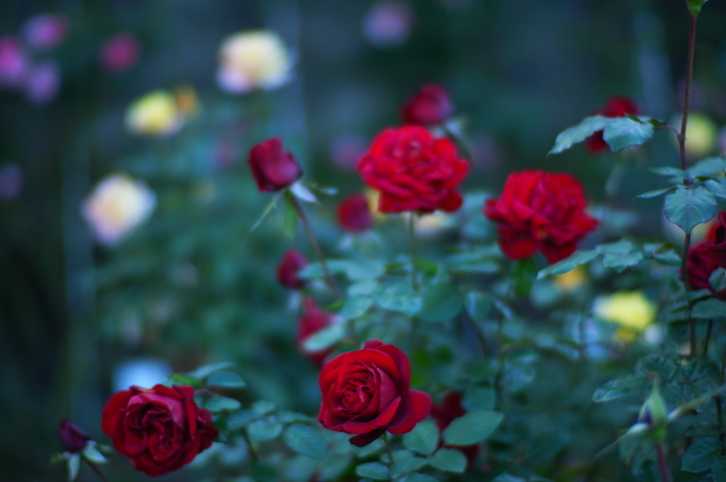 地元の小さな薔薇園8