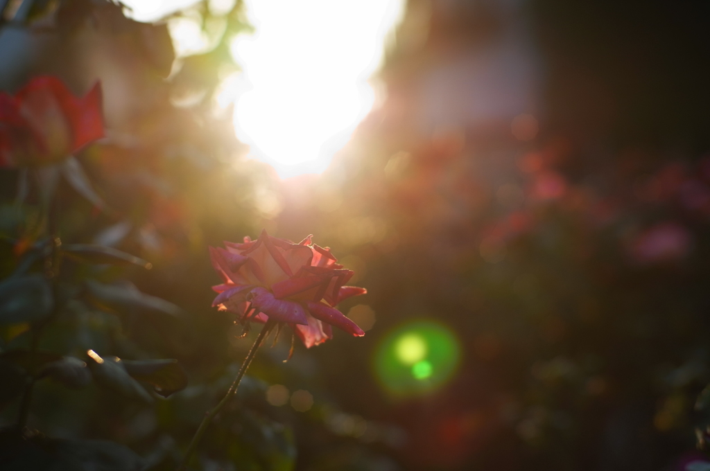 地元の小さな薔薇園2