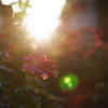 地元の小さな薔薇園2