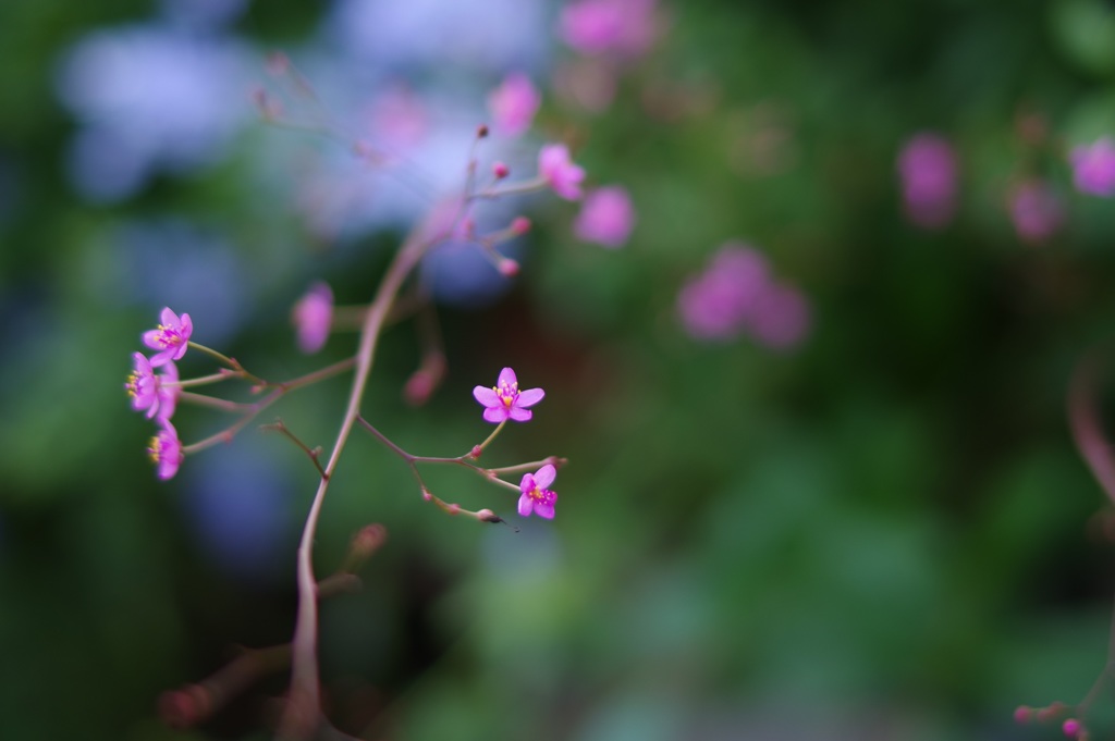 控えめな花