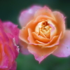 地元の小さな薔薇園7