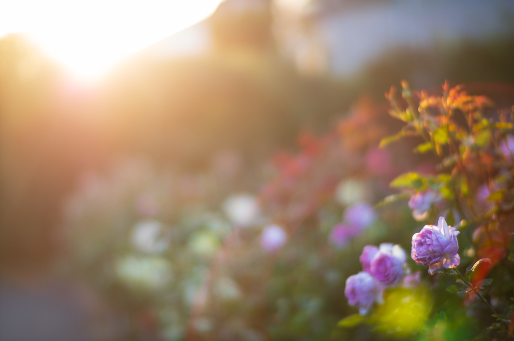 地元の小さな薔薇園10