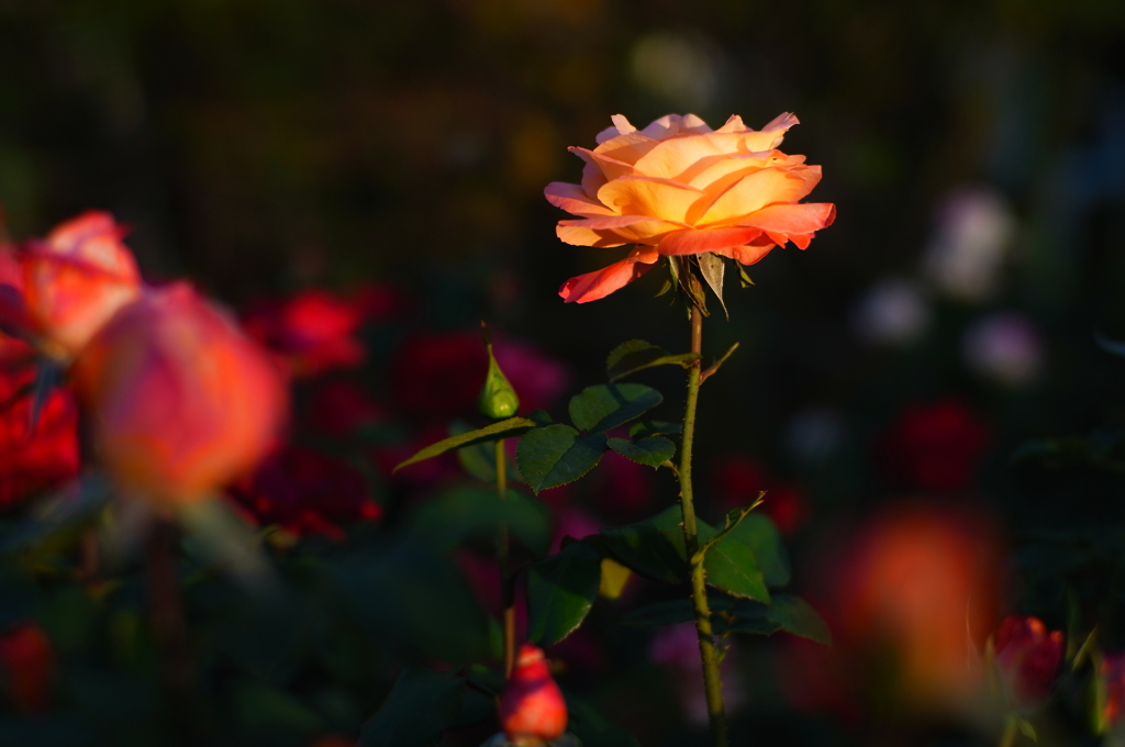 地元の小さな薔薇園9