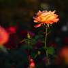 地元の小さな薔薇園9
