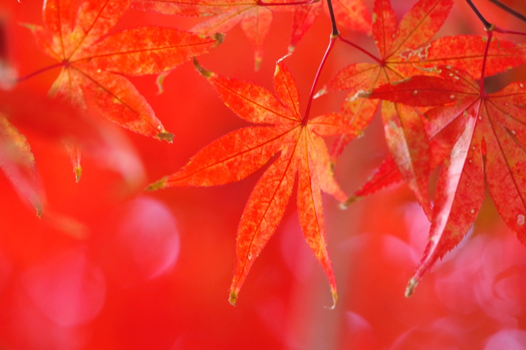 鎌倉の紅葉3