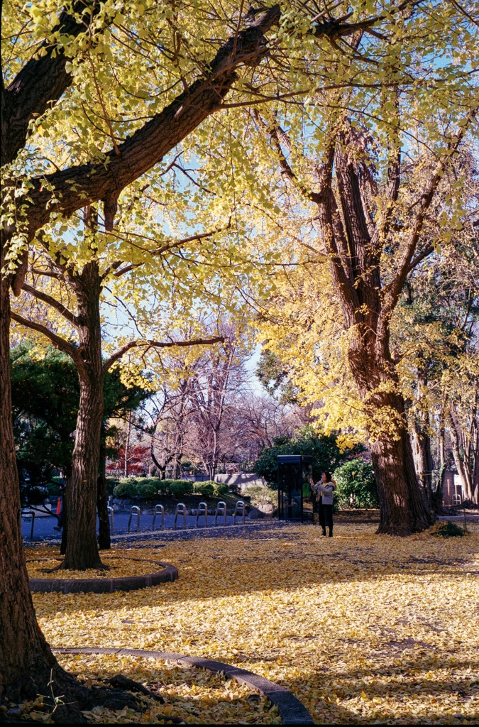 ちょっと前の紅葉