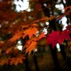 紅葉