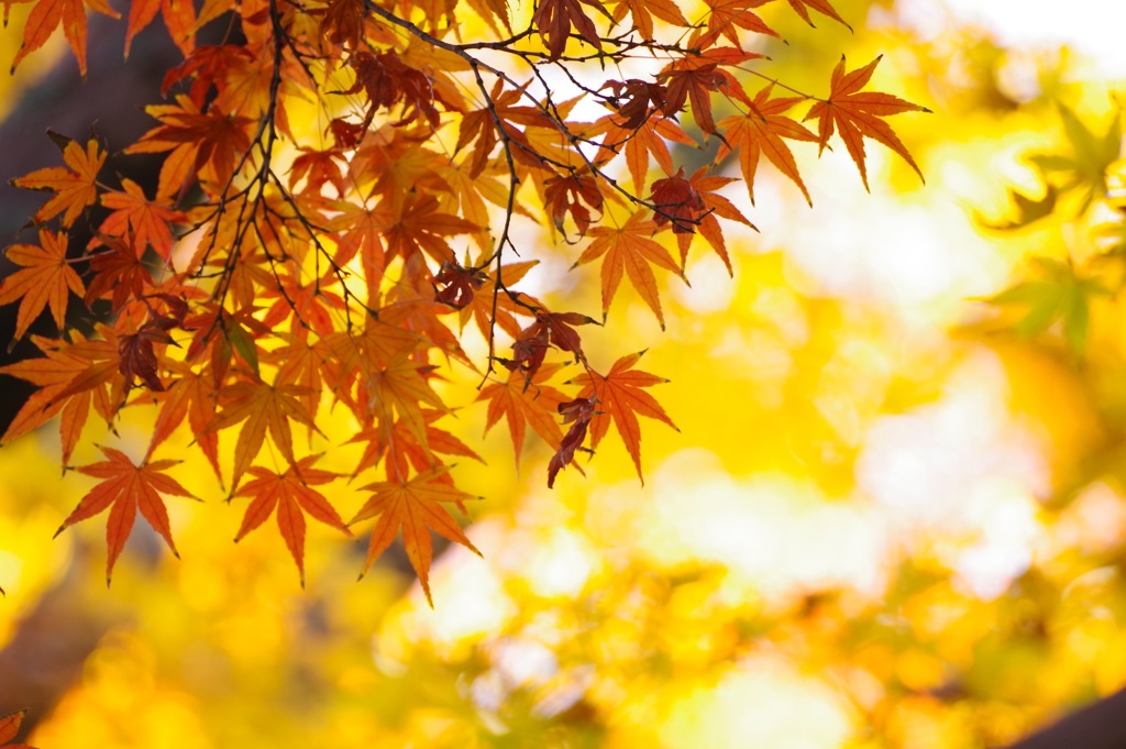 鎌倉の紅葉2