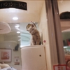 ペットショップの子猫ちゃん
