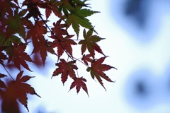 鎌倉の紅葉8