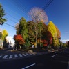 片平丁通り（大身通り）の紅葉