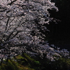 桜6