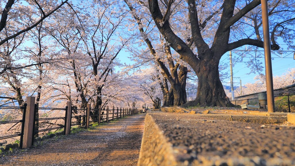 桜並木
