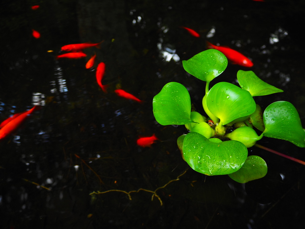 水草と金魚