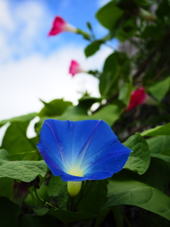 夏ですね。