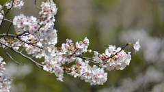 桜