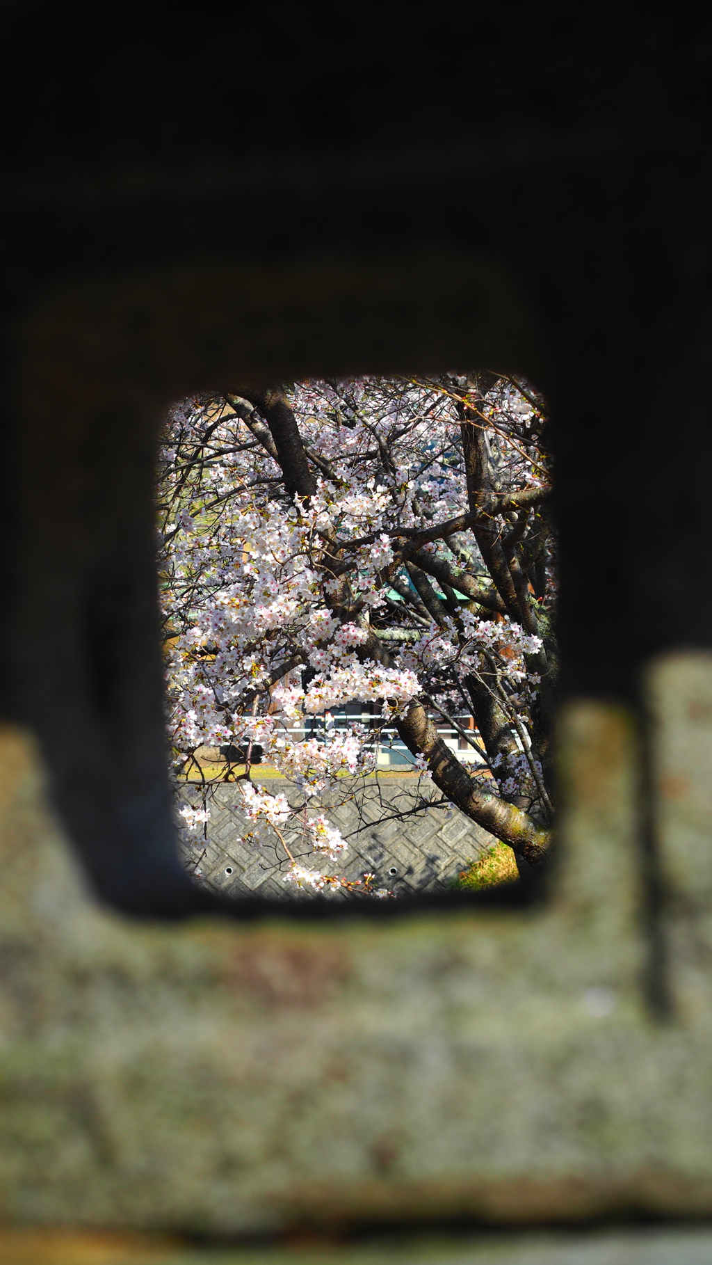 桜5