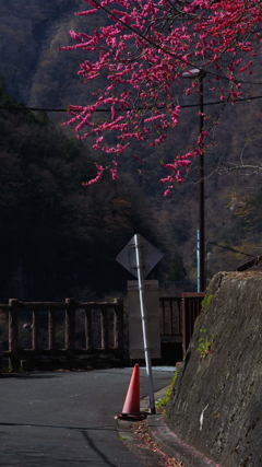田舎