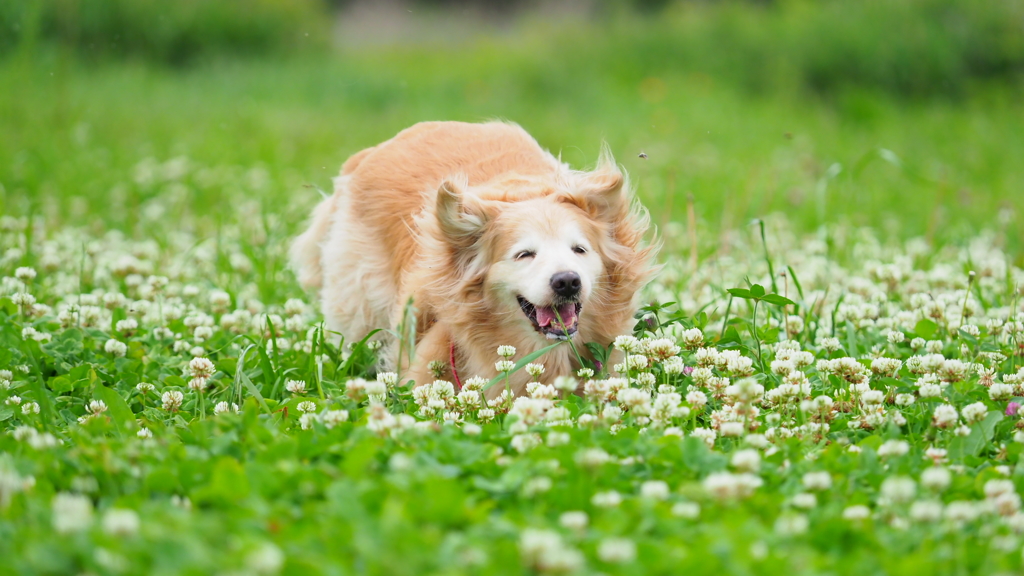 家の愛犬