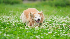 家の愛犬