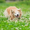 家の愛犬