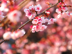 河津桜