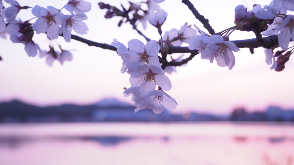 桜7