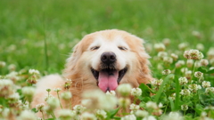 家の愛犬２