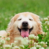 家の愛犬２
