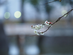 迎春