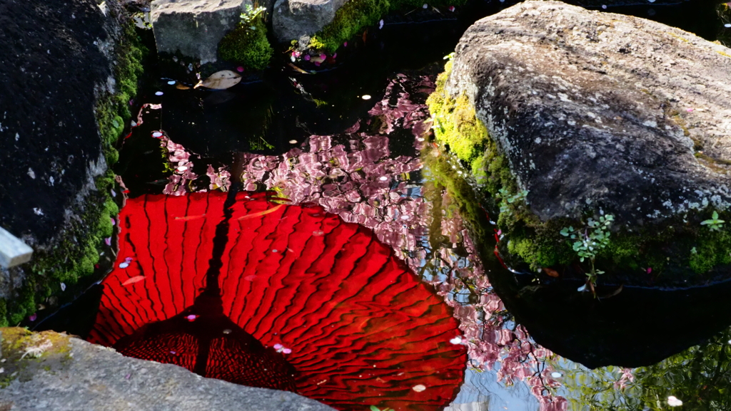 水面の向こう。