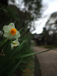 報国寺 水仙