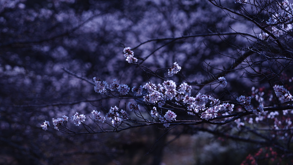 桜2