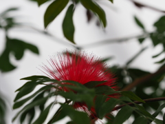 何の花？