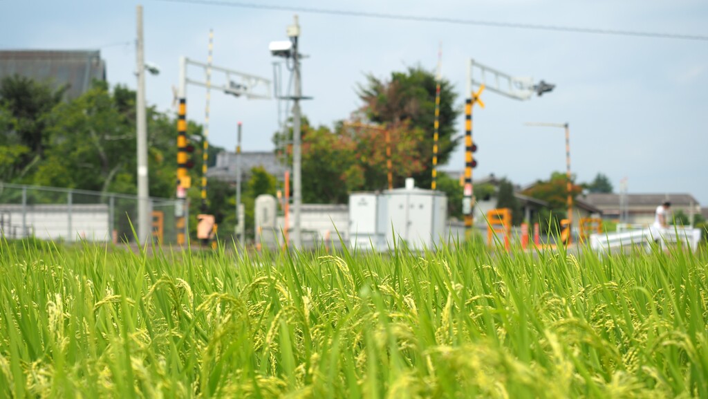 もうすぐ稲刈りかな