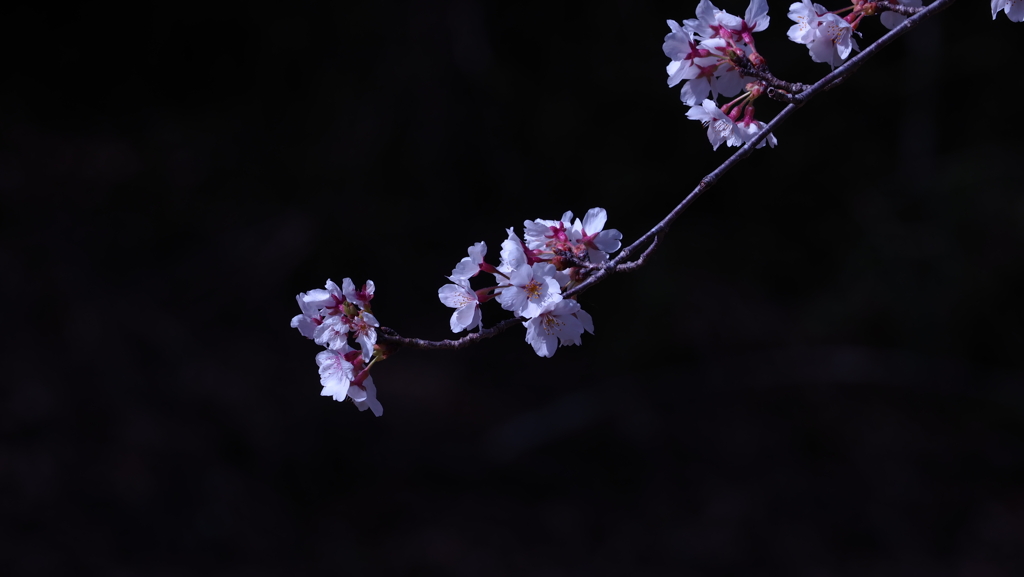 桜3