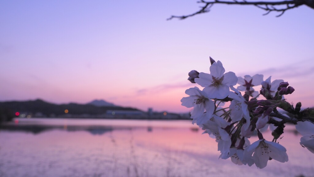 桜8