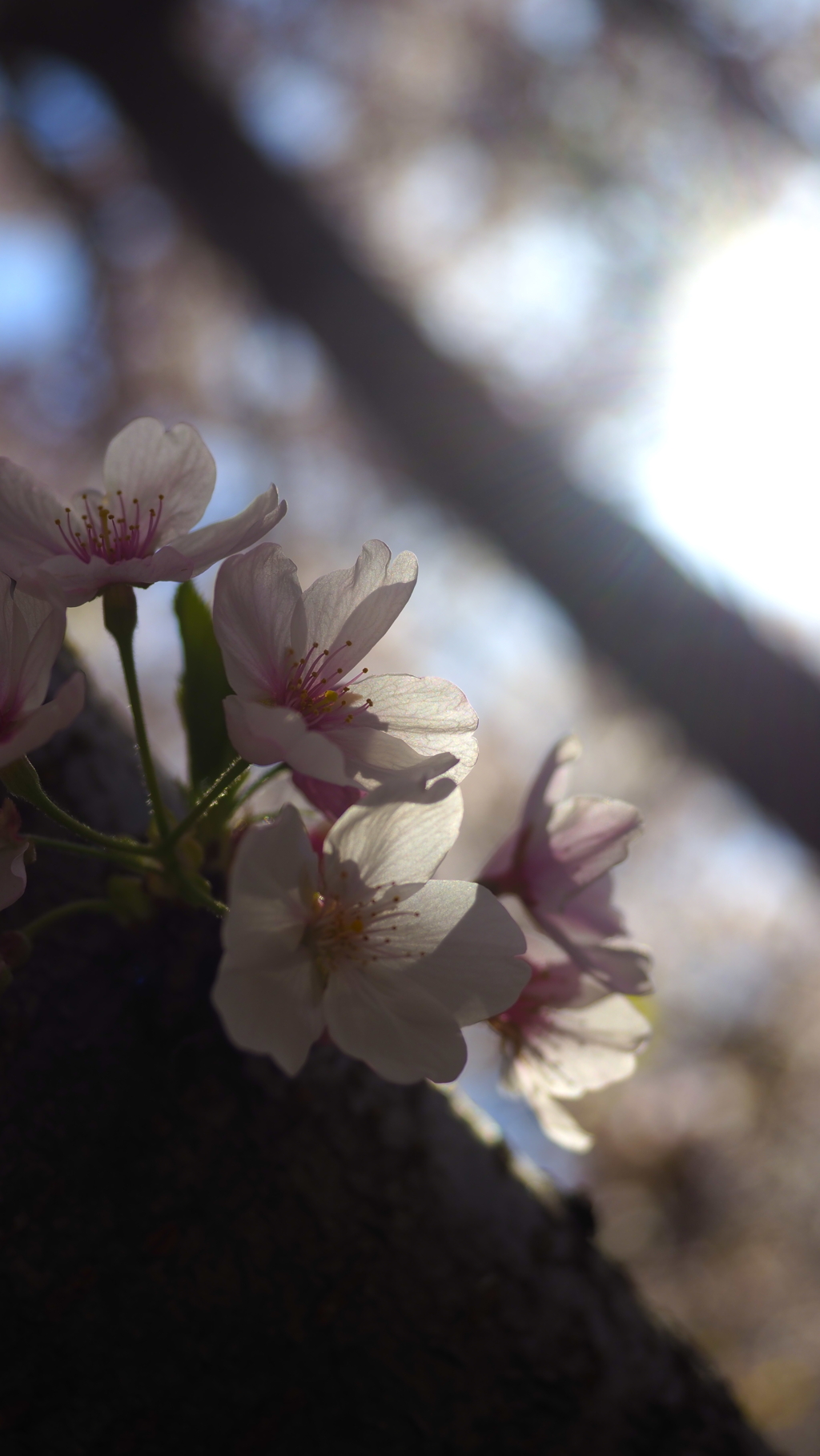 光と桜