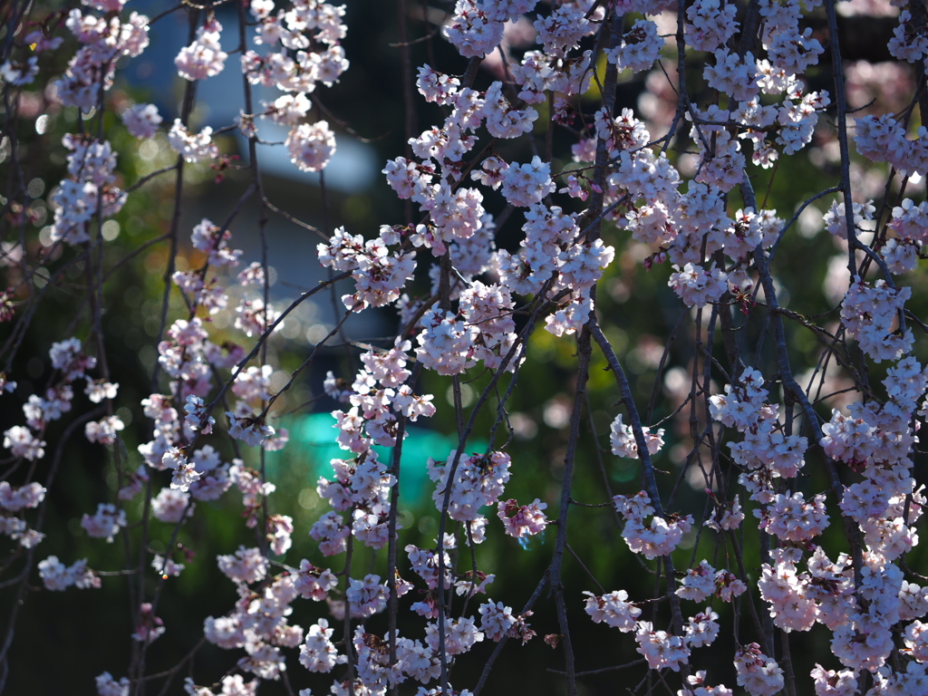 桜のカーテン