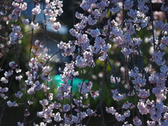 桜のカーテン