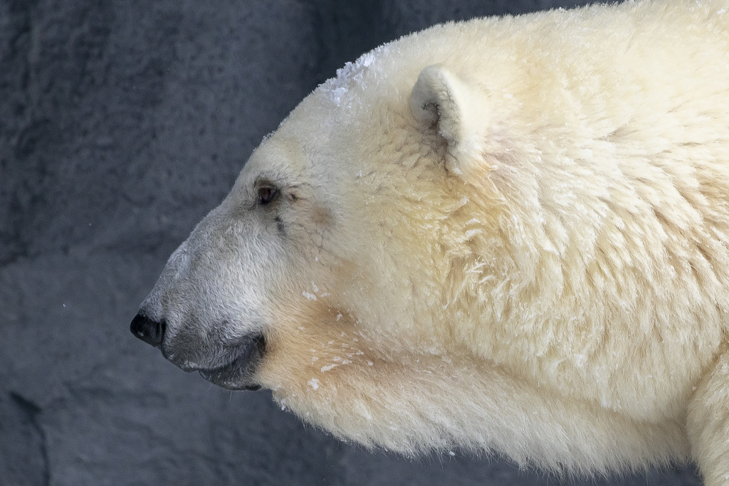 シロクマ横