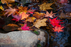 紅葉 in 糠平